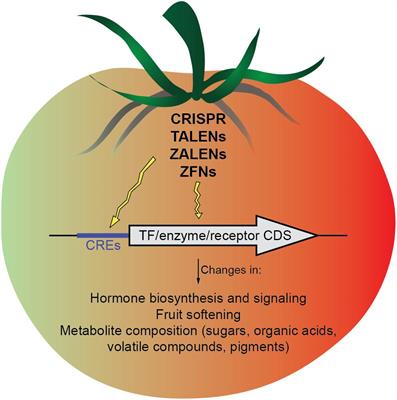 Genome Editing as a Tool for Fruit Ripening Manipulation